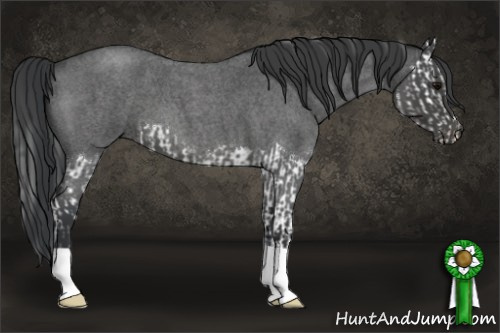 Horse Color:Blue Roan Splash  and Blue Roan 