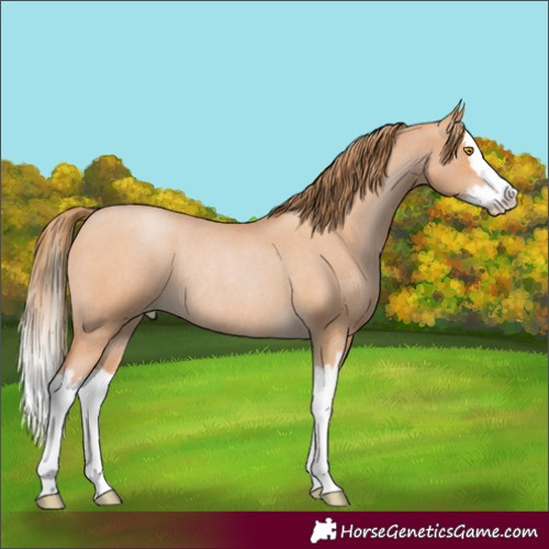 Horse Color:Bay Roan Pearl Splash Rabicano 