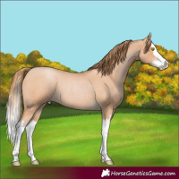Horse Color:Bay Roan Pearl Splash Rabicano