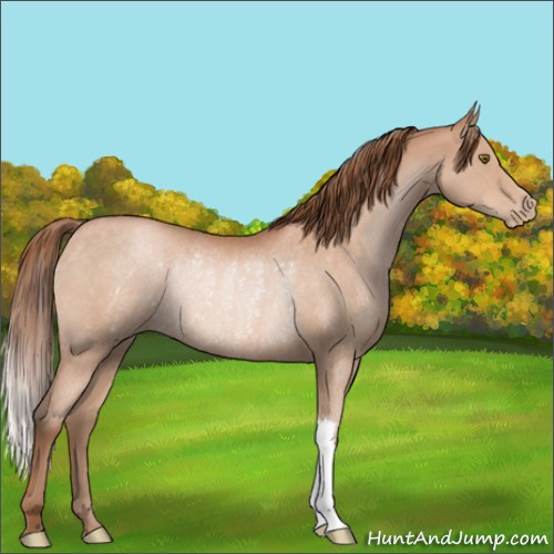 Horse Color:Brown Roan Pearl Rabicano 