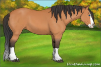Horse Color:Bay Splash 
