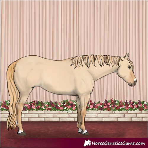 Horse Color:Red Dun 