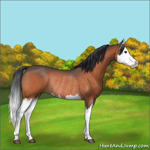 Horse Color:Bay Roan Splash Rabicano 