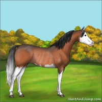 Horse Color:Bay Roan Splash Rabicano 