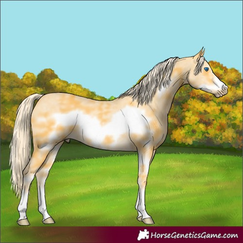 Horse Color:Palomino Sabino Frame 