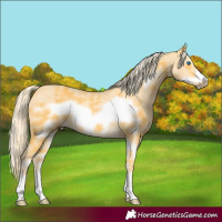 Horse Color:Palomino Sabino Frame