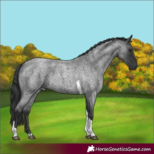 Horse Color:Blue Roan Tobiano 