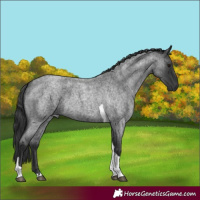 Horse Color:Blue Roan Tobiano 