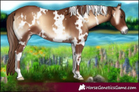 Horse Color:White Spotted Red Onyx 