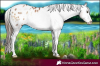Horse Color:White Spotted Liver Red Onyx Pearl Appaloosa 