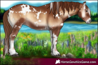 Horse Color:White Spotted Red Onyx 