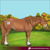 Horse Color:Chestnut Rabicano 