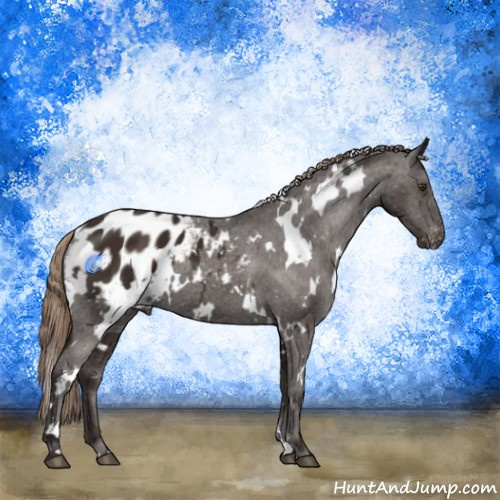 Horse Color:White Spotted Liver Chestnut Appaloosa