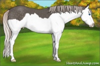 Horse Color:Silver Black Splash 