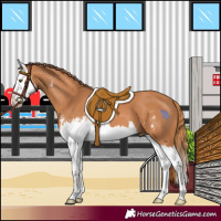 Horse Color:Chestnut Sabino Splash