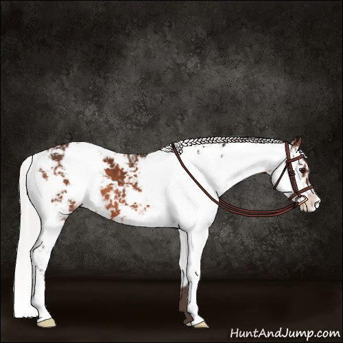 Horse Color:Silver Brown Sabino 