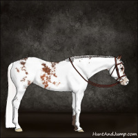 Horse Color:Silver Brown Sabino 