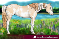 Horse Color:White Spotted Buckskin Pearl Sabino 