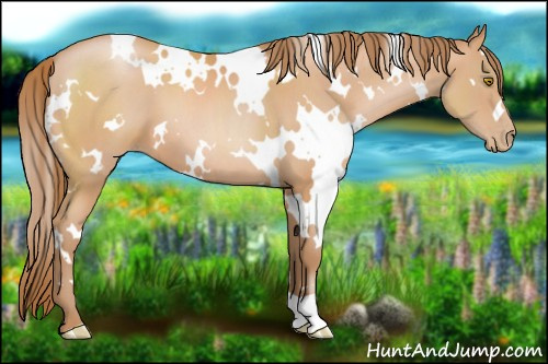 Horse Color:White Spotted Bay Pearl