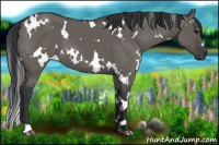 Horse Color:White Spotted Grullo 