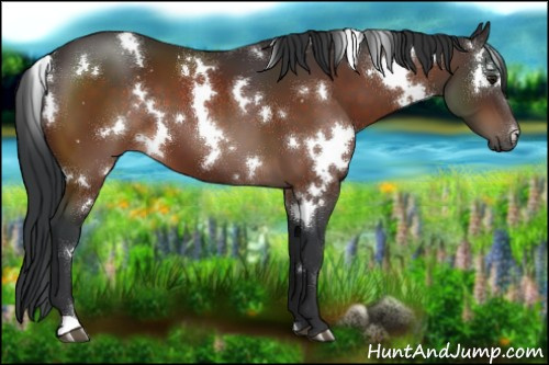 Horse Color:White Spotted Brown 