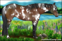 Horse Color:White Spotted Brown