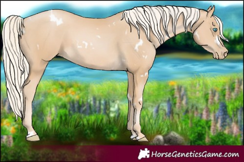 Horse Color:White Spotted Palomino Pearl