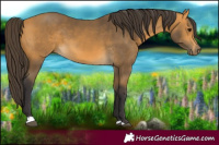 Horse Color:Buckskin 