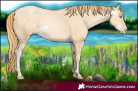 Horse Color:White Spotted Buckskin Pearl 