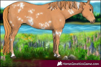 Horse Color:White Spotted Chestnut 
