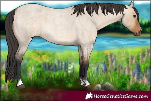 Horse Color:Bay Roan Dun 