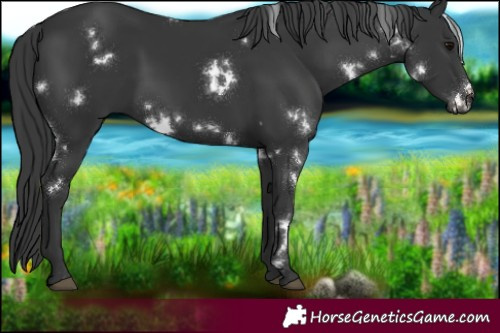 Horse Color:White Spotted Black 