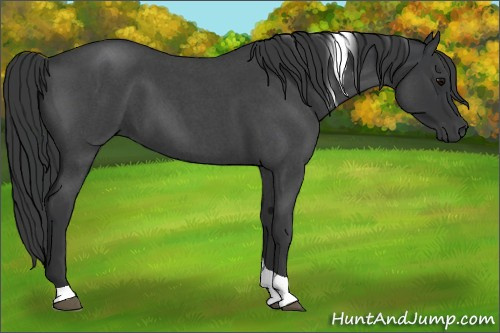 Horse Color:Blue Roan Tobiano 