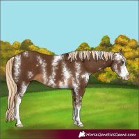 Horse Color:Chocolate Palomino Sabino 