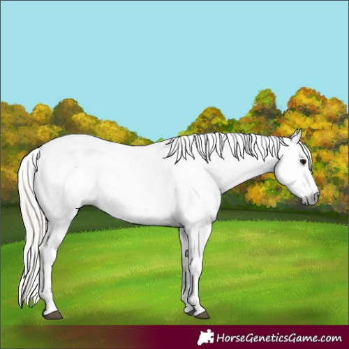 Horse Color:Gray Silver Grullo Sabino Rabicano 