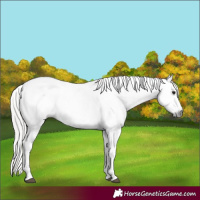 Horse Color:Gray Silver Grullo Sabino Rabicano 