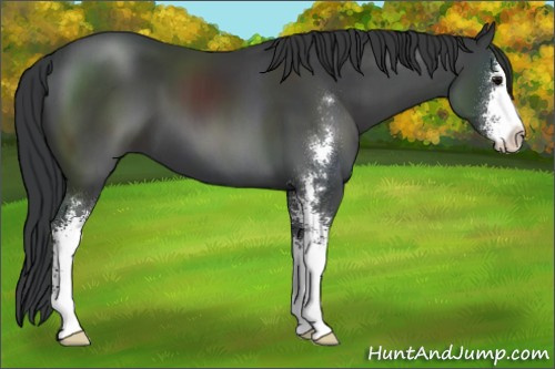 Horse Color:Black Sabino 