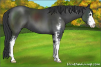 Horse Color:Black Sabino 