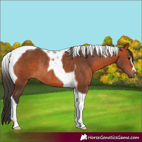Horse Color:Bay Tobiano Rabicano 
