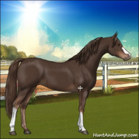 Horse Color:Liver Chestnut 