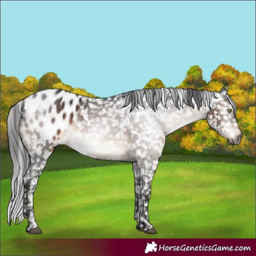 Horse Color:Gray Brown Mushroom Appaloosa 