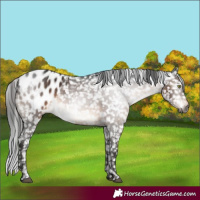 Horse Color:Gray Brown Mushroom Appaloosa