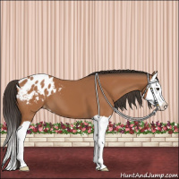 Horse Color:Bay Splash Appaloosa