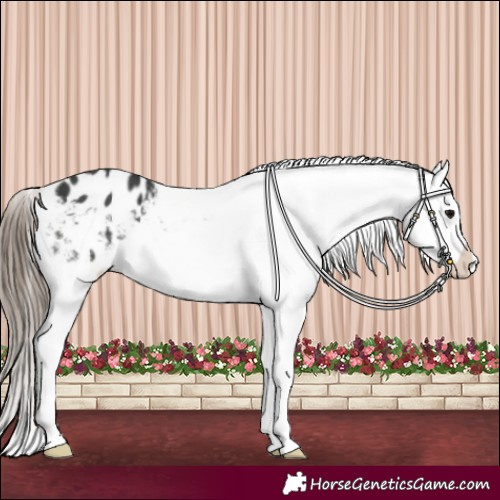 Horse Color:Black Appaloosa 