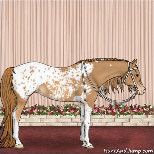 Horse Color:Chestnut Tobiano Appaloosa 