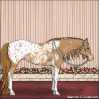 Horse Color:Chestnut Tobiano Appaloosa 