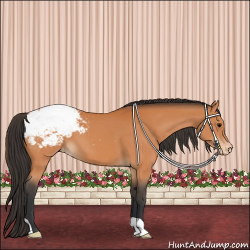 Horse Color:Bay Appaloosa 