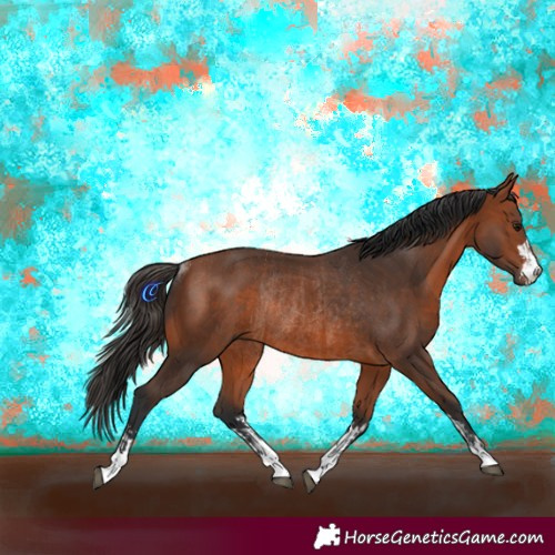 Horse Color:Bay Rabicano  and Bay Rabicano 