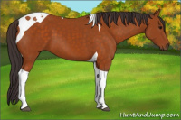 Horse Color:Buckskin Tobiano