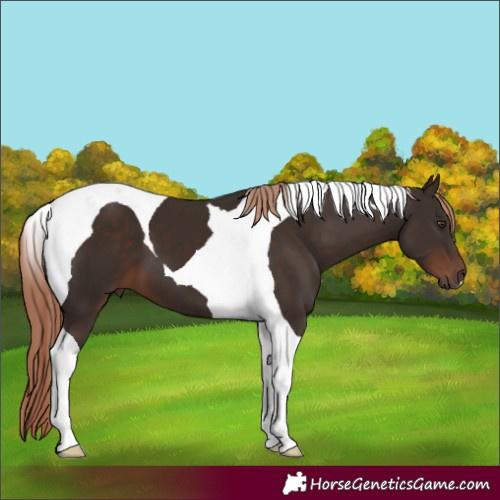 Horse Color:Liver Chestnut Tobiano 